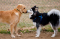 dogs sniffing each other